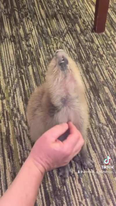 Scratchybara