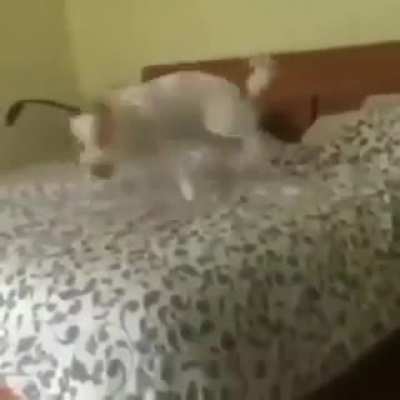 Amazing dog