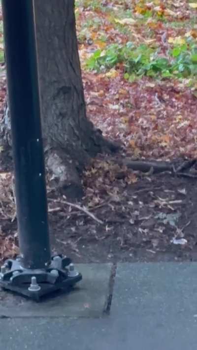 Berry and an adorable squirrel encounter