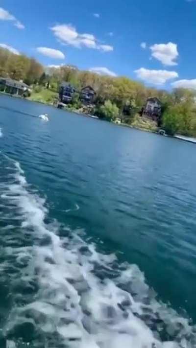 This swan chose violence.
