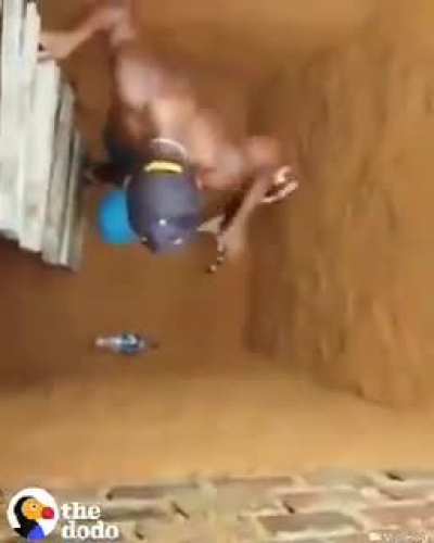 Saving the kitty