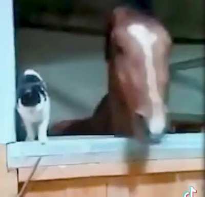 Honse