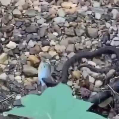 Wildlife cameraman