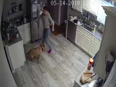 This remarkable scene was caught on tape while the owner was away on a business trip