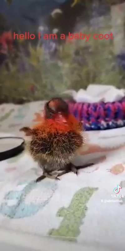 Bird Wants Breakfast