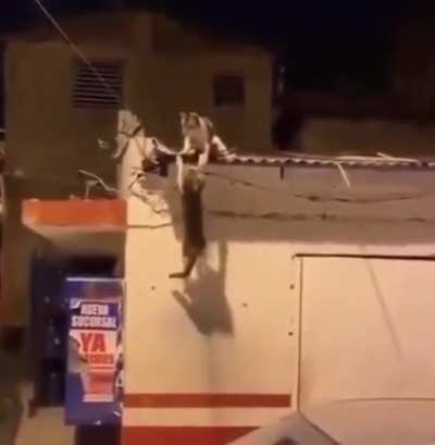 Да здравствует новый король!