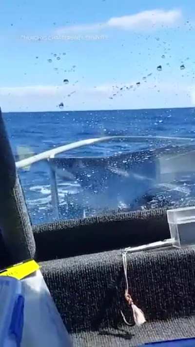 shark leapt out of the water and onto a chartered fishing boat off NZ