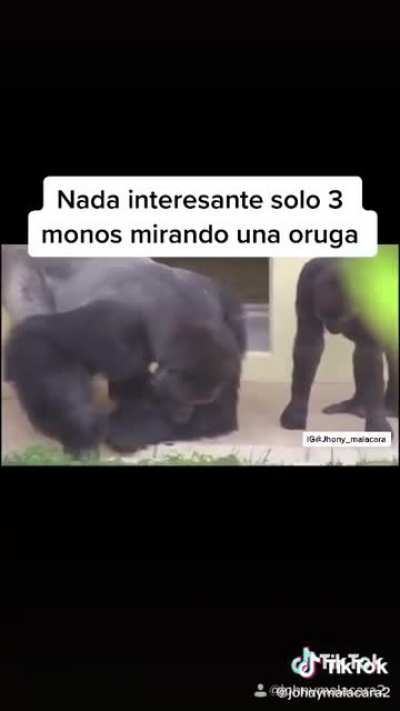 🐒Donde estará el tercer mono🧐🧐