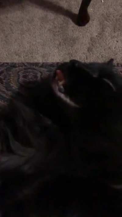 He look like roadkill when he sleep until he wake up and go meeep