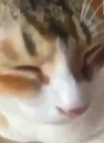 hihi
