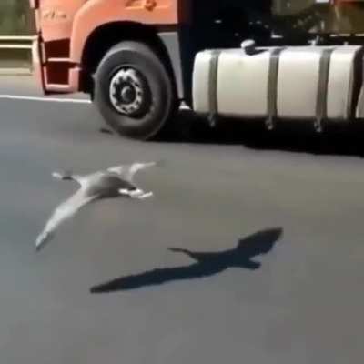 Man races bird because reasons.
