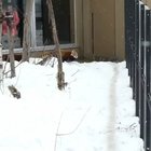 🔥 Adorable Red Pandas playing