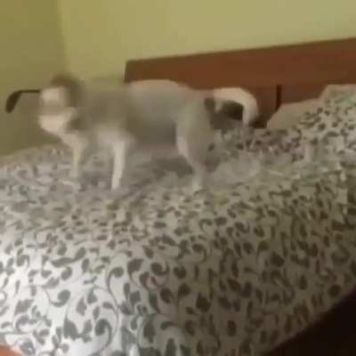 Doggy shit