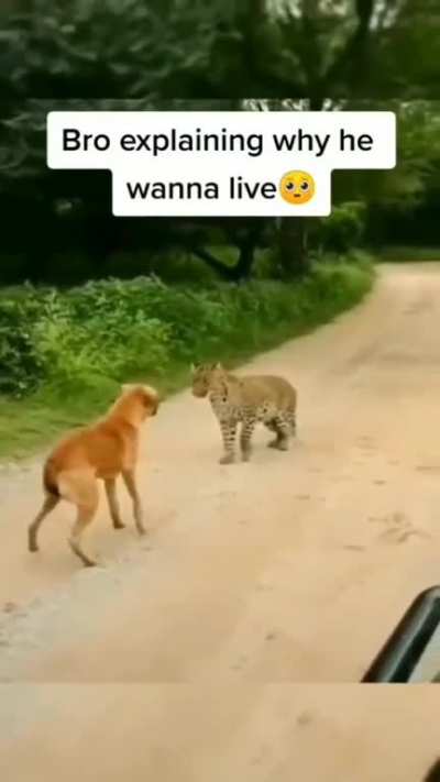 Leopard was shocked by dog's reaction