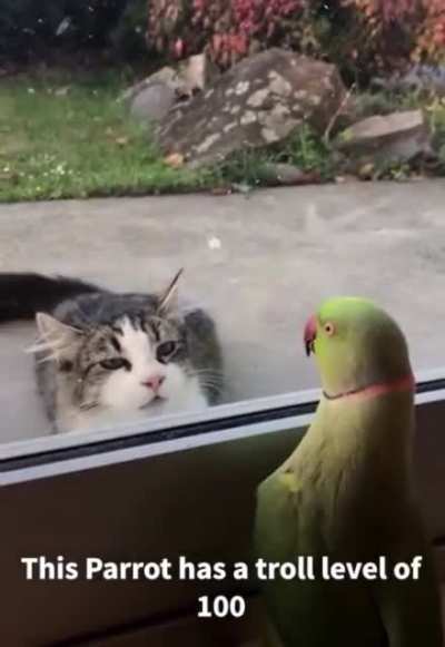 Bird playing peekaboo