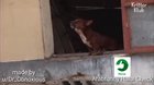 poorي<wbr>وينli<wbr>ttleم<wbr>سن dog😭😭<wbr>😭 liek to save thos dog from ass cancer 👍👍hal<wbr>alنصة<wbr>قمص