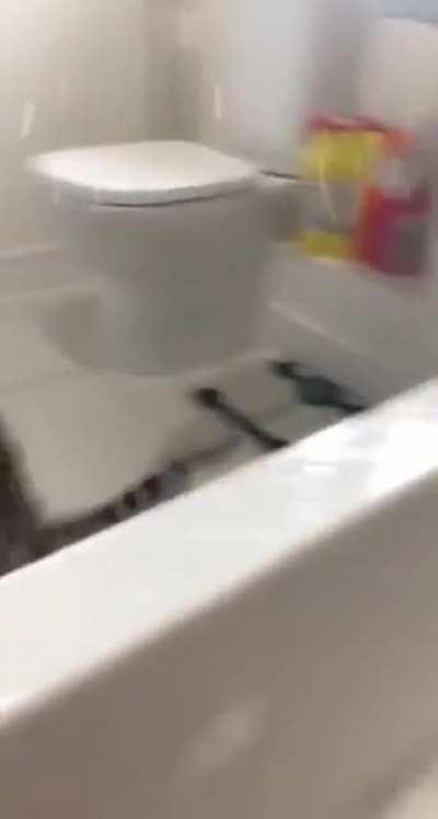 Cat: Into The Tub