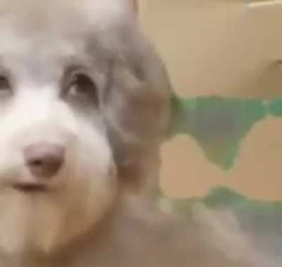 this dog is messed up bruh