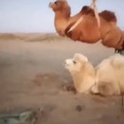 Loading camels onto a truck.