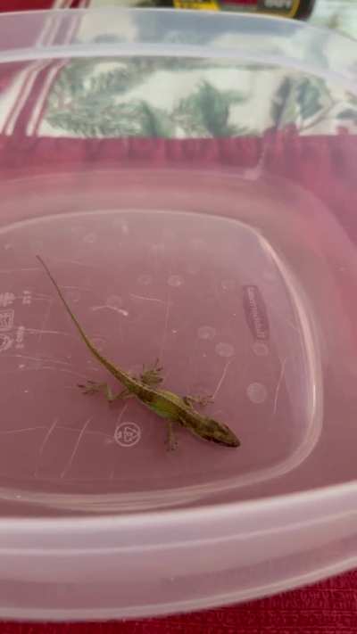 reptiles