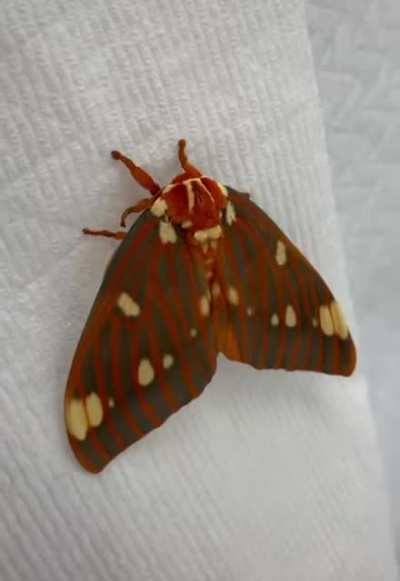 Корол<wbr>евска<wbr>я орехо<wbr>вая моль (Regal moth). Север<wbr>оамер<wbr>иканс<wbr>кая моль. Гусен<wbr>ицы назыв<wbr>аются гикори рогат<wbr>ыми дьяво<wbr>лами. Взрос<wbr>лый имеет размах крыльев 9.5-15.5см. Этот вид был впервые описан Йоханом Крист<wbr>ианом Фабри<wbr>циусо<wbr>м в 1793 году.