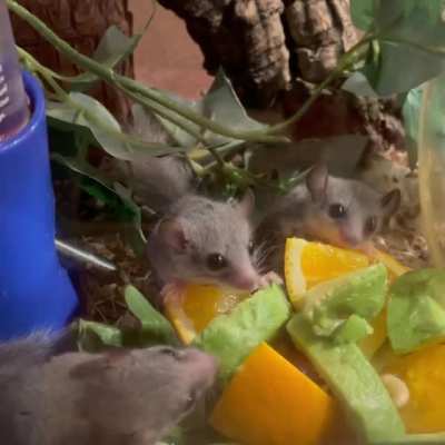Dormouse Brothers Monching