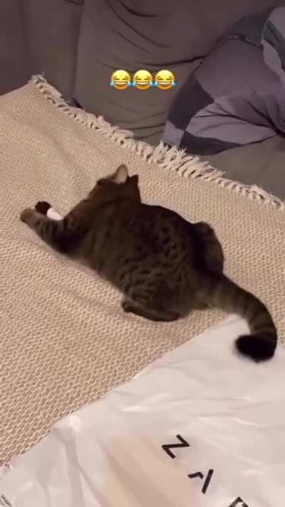 Cat does a chaos