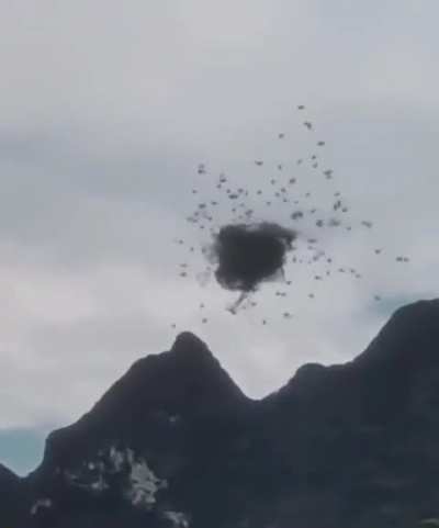 A flock of nope.