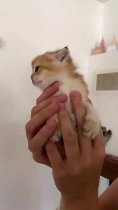 Handheld kitty