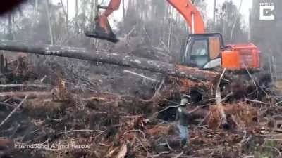 An orangutan tries to fight off a bulldozer destroying his forest