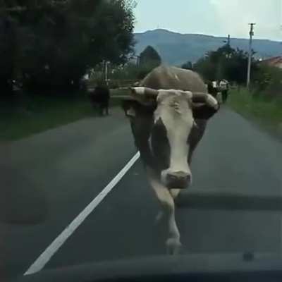 Fancy Cow Walk