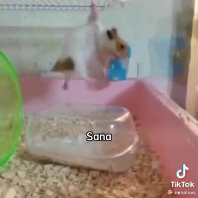 I love this video 🐷<3