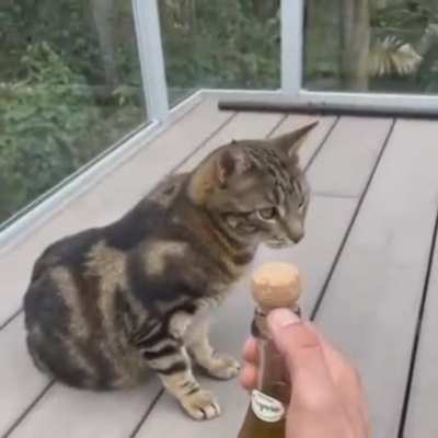 Pop bonk