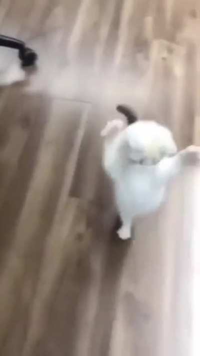 Cat.