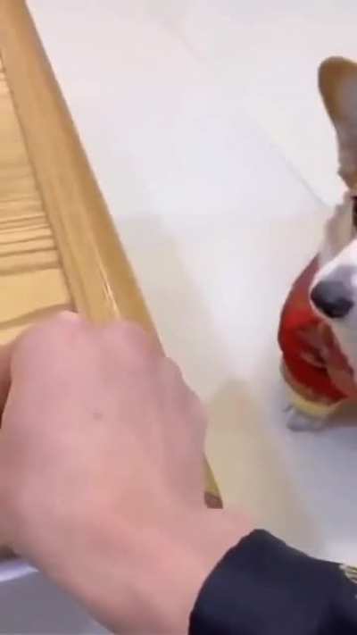 Even a dog understands after being fooled twice.