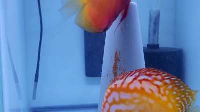 Discus Breeding
