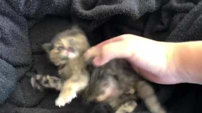 Criminal attempting escape.