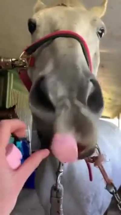 Poor horse said 