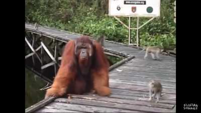 Don’t steal another monkeys banana