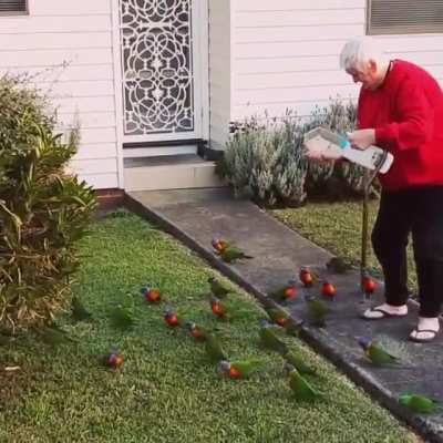 Birbwhisperer