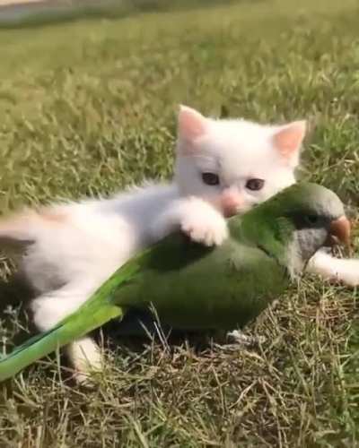 Cute frens