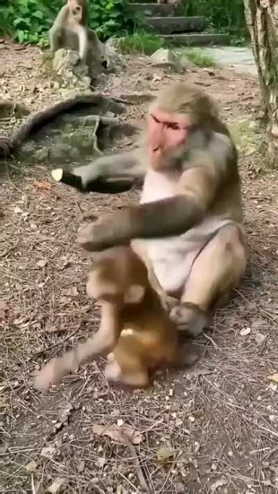 monke want cucumer
