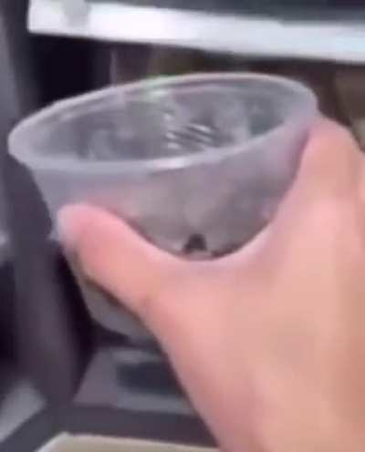 Spidr
