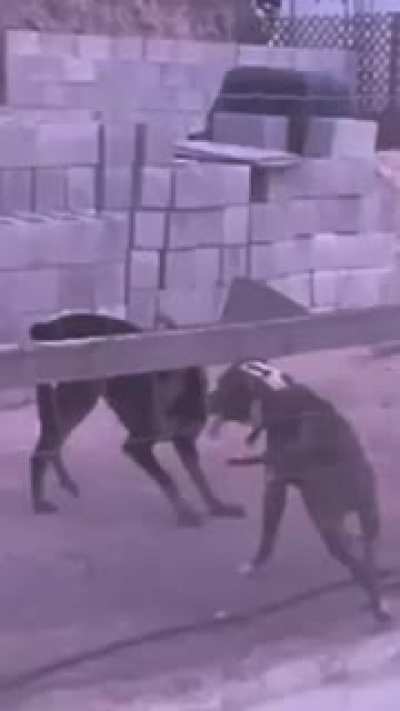Perro ninja