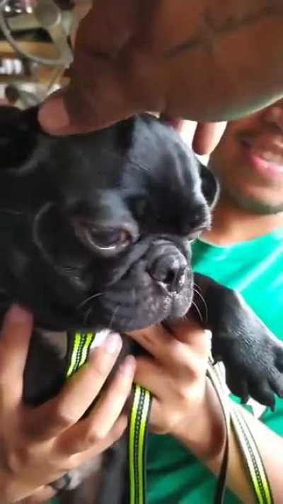 what breed is it?
