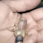Минутка милоты: Маленький демогоргон