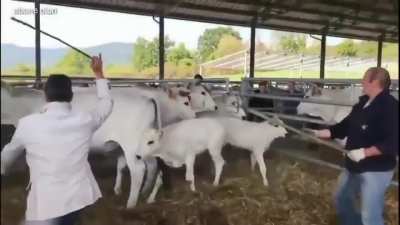 of keşke şeriatçılara da böyle vursa 😋