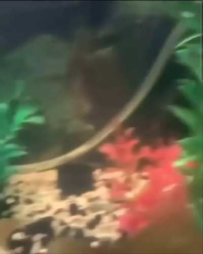 Shrimp are underappreciated