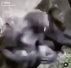 Monkey do be raging
