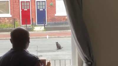 Cat making car drive around it by sitting in the middle of the road.